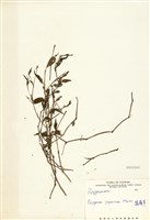 藏品(蠶繭草)的圖片